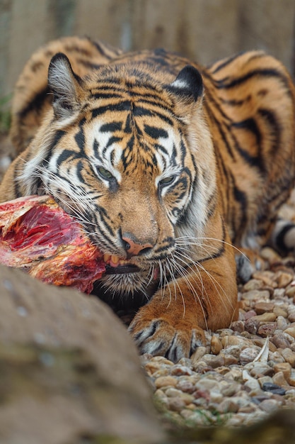 Sumatran tiger