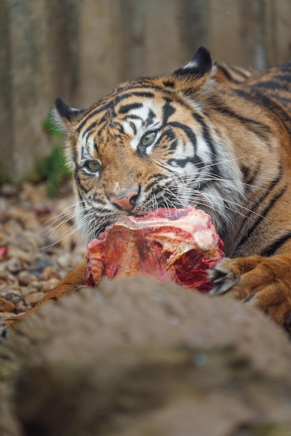 Photo sumatran tiger