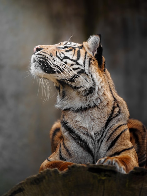 Sumatran tiger