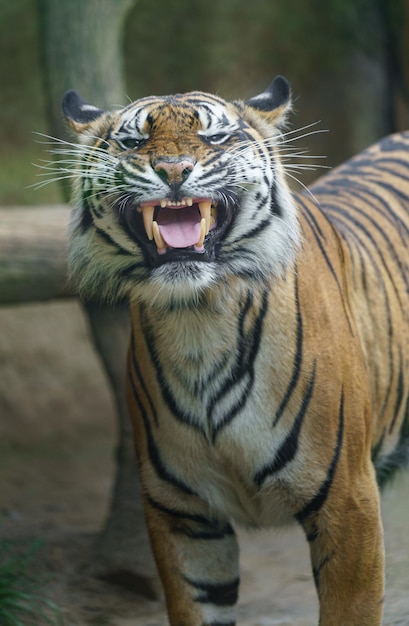 Foto tigre di sumatra