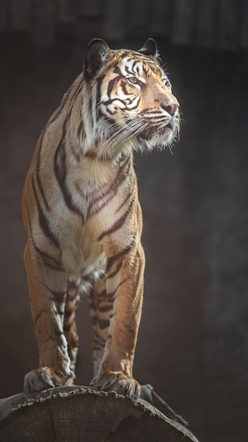 Sumatran tiger