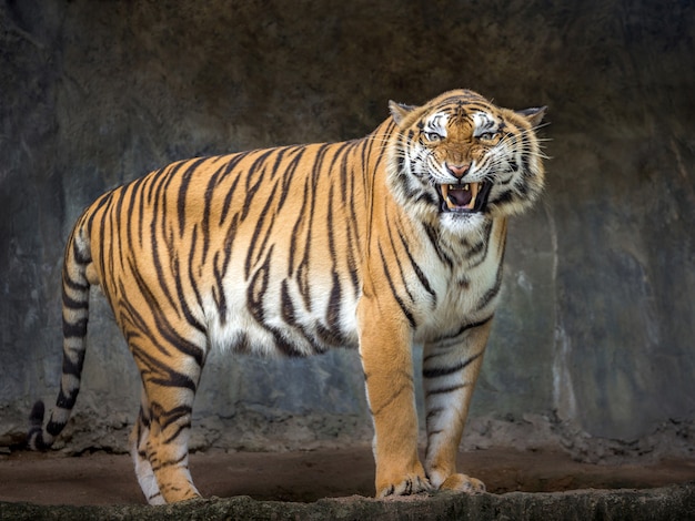 Sumatran tigers are roaring in the natural atmosphere of the zoo.