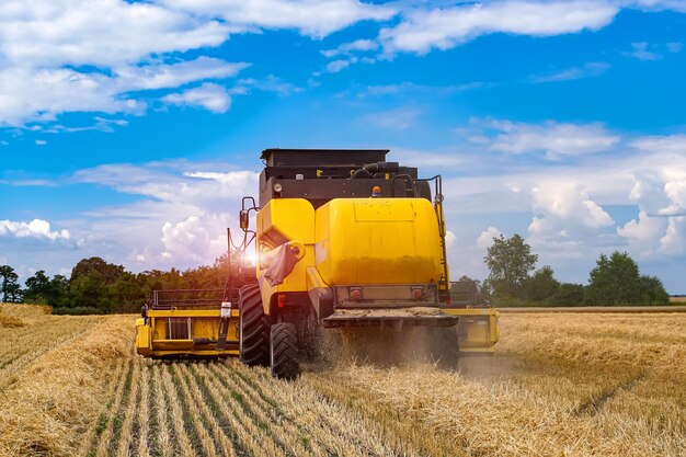 Summer agricultular work. Big combine harvesting golden wheat from the field.