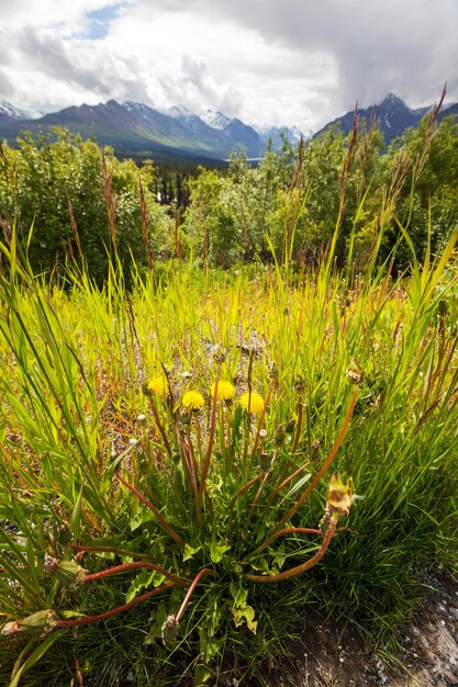 Photo summer on alaska