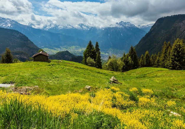 Paesaggio montano estivo delle alpi con fiori selvatici gialli sul pendio del pascolo, switzerland