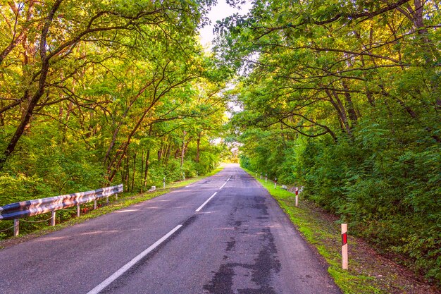 Summer asphalt road in the forest