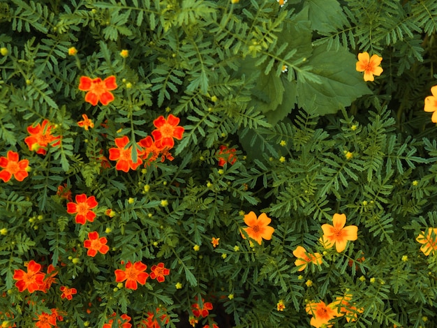 Summer background, beautiful growing yellow flowers in the garden