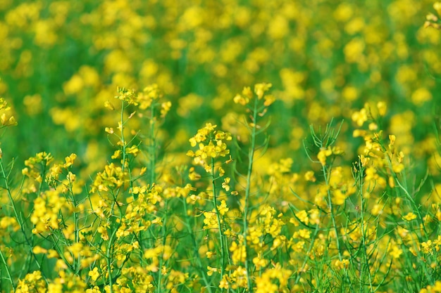 Summer background: blooming canola