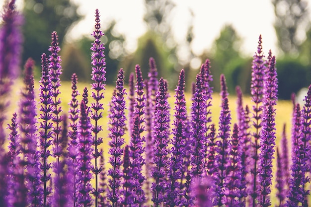 Erba gatta in fiore di sfondo estivo