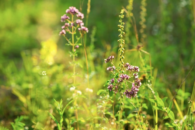 夏の背景。緑の草の背景に花オレガノの蝶