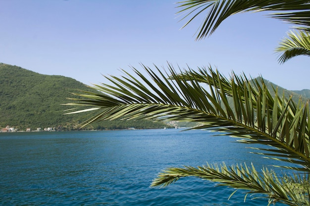 Summer background. Close-up on palm leaves, sea and mountains on the sunny day. Perast. Montenegro.