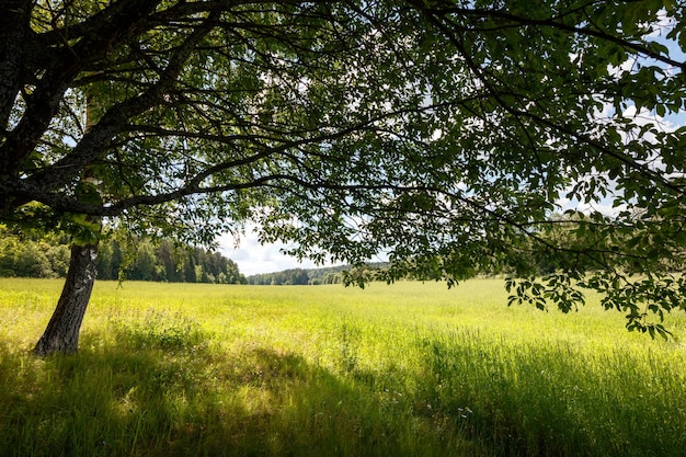 나무 왕관 푸른 하늘 흰 구름을 통해 여름 배경 개념 풍경 필드 태양 광선