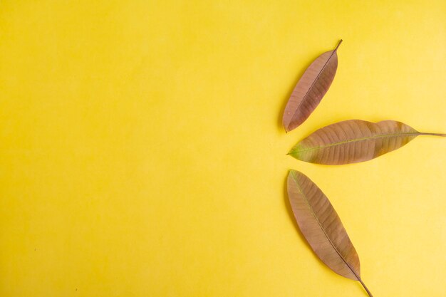 Summer Background Concept. Mango Leaves Isolated On Yellow Paper Background.