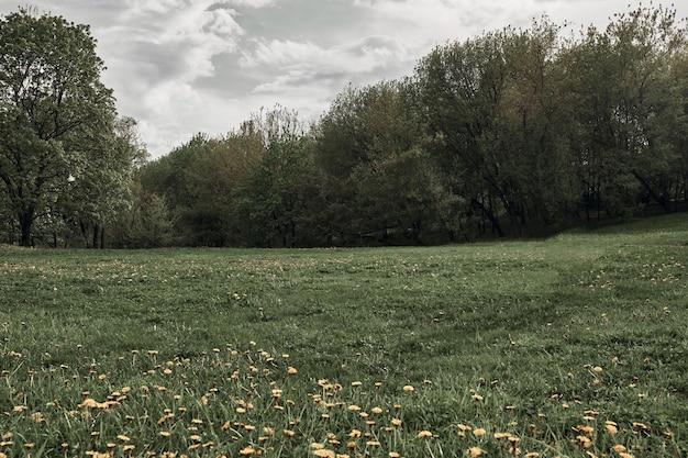 Sfondo estivo. campo di tarassaco in una radura della foresta. cielo frontale volumetrico.