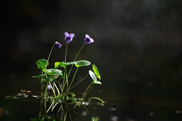 summer background flowers nature / beautiful picture design background flowers in the field