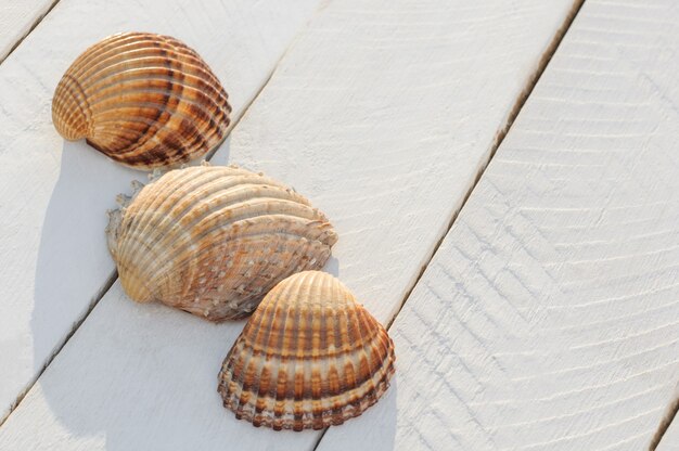 Summer background from seashells on white wooden table