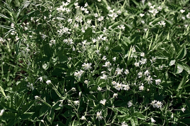 Sfondo estivo. foglie verdi nella foresta.