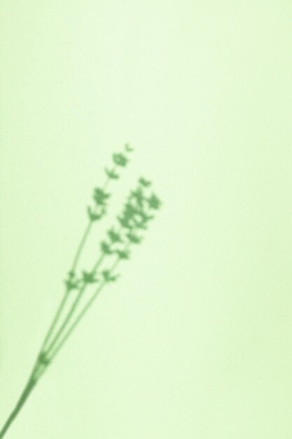 Photo summer background of green tea color from shadows of lavender flowers for photo overlay or layout