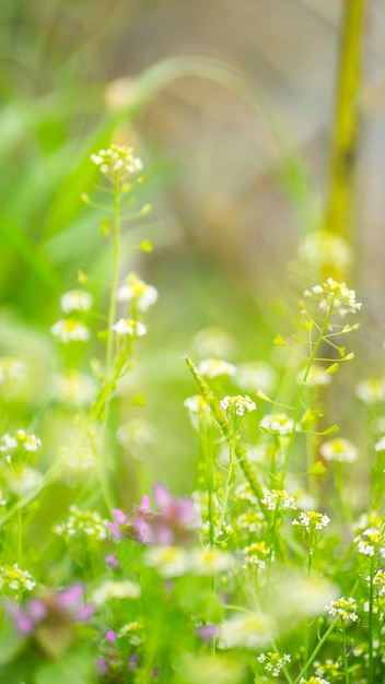 夏の背景画像牧草地の花セレクティブフォーカスの画像