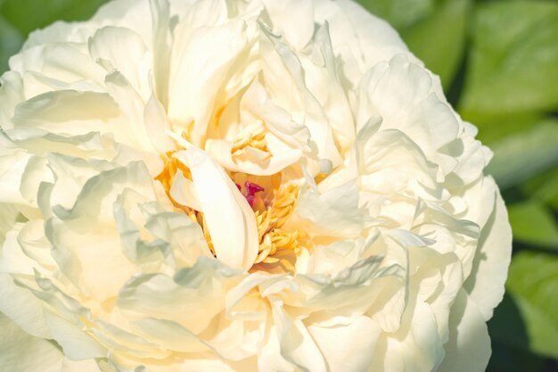 Summer Background Large white peony closeup