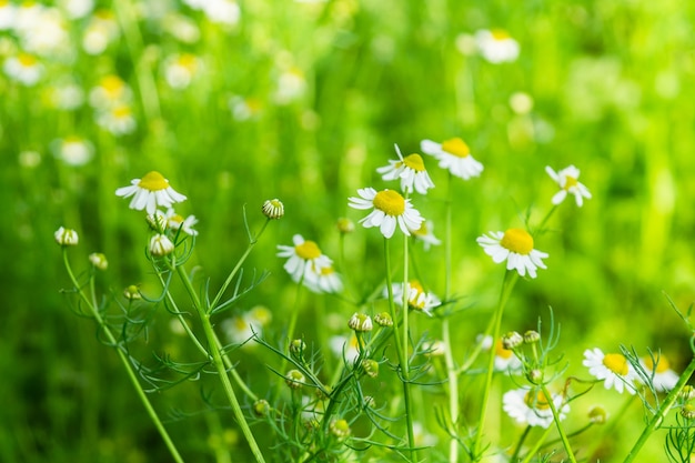 Summer background of medicinal plants of chamomile flowers