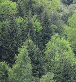 다른 녹색 산 나무의 여름 배경