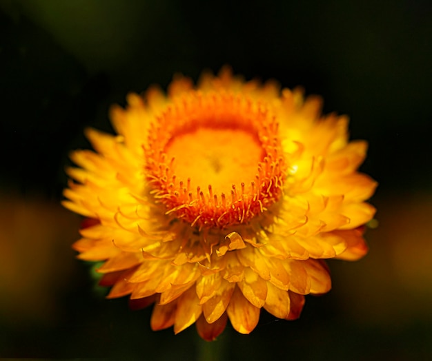 暗い背景のマクロで夏の背景 1 つのオレンジ色の花