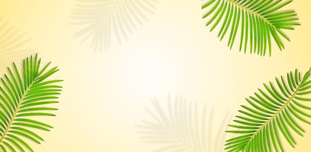 Summer background of palm leaves with copy space on yellow background Cycas leaf Cycadaceae