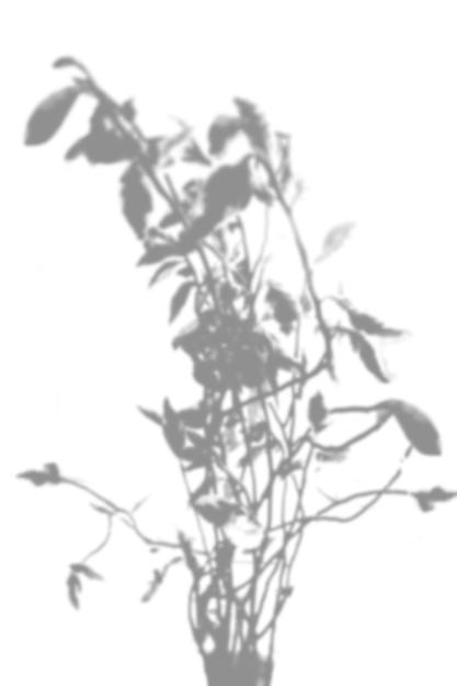 Foto sfondo estivo di ombre di rami di salice su un muro bianco. bianco e nero per sovrapporre una foto o un mockup.