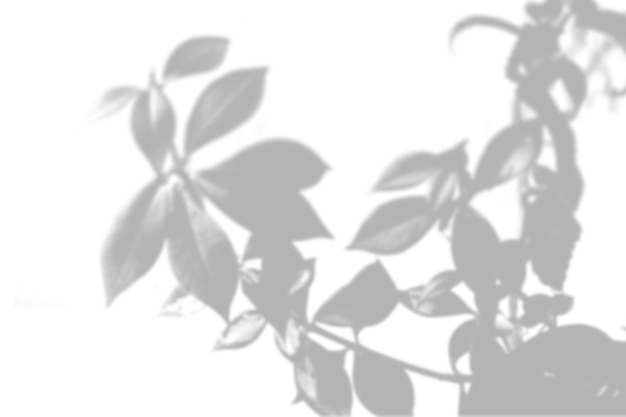 Summer background of shadows of willow branches on a white wall. White and black for superimposing a photo or mockup.