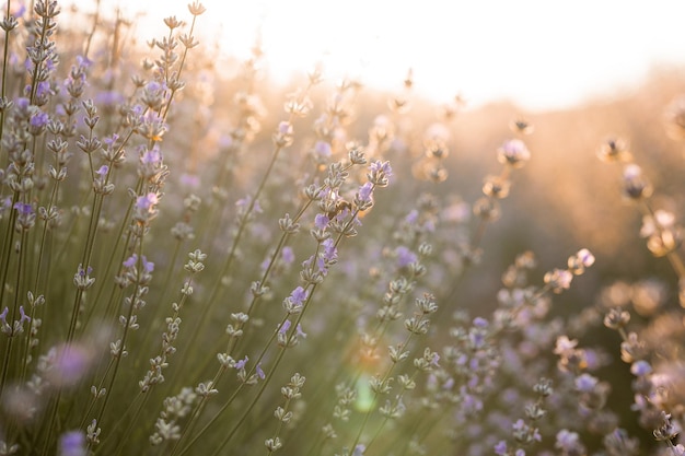 野草とラベンダーの花の夏の背景