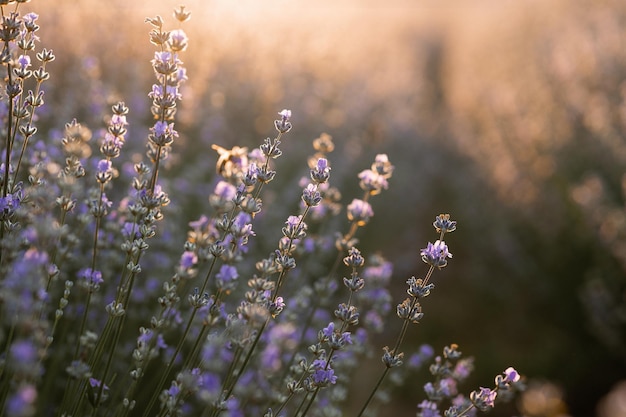 Summer background of wild grass and lavender flowers