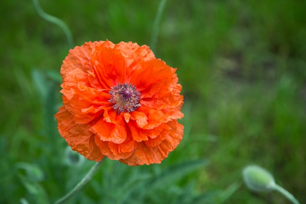 大きなケシの花と夏の背景