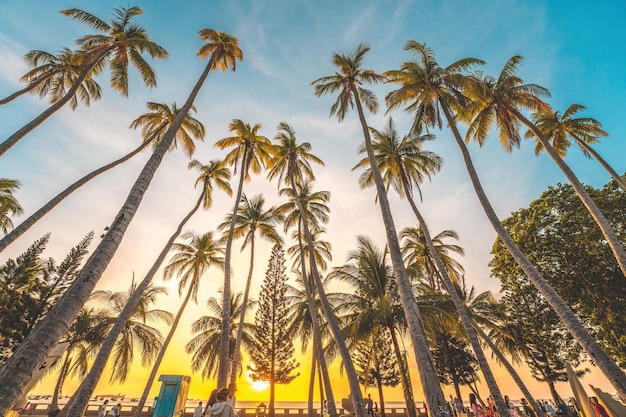 写真 ココナッツの木と夕日の暖かいトーンと夏の背景晴れた日の背景の美しいココナッツヤシの木旅行熱帯の夏のビーチの休日