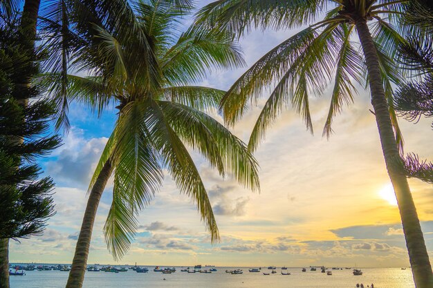 Summer background with coconut trees and sunset warm tone Beautiful coconut palm tree in sunny day background Travel tropical summer beach holiday