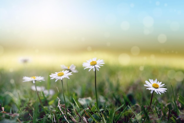 Summer background with daisy flowers on green grass against blue sky