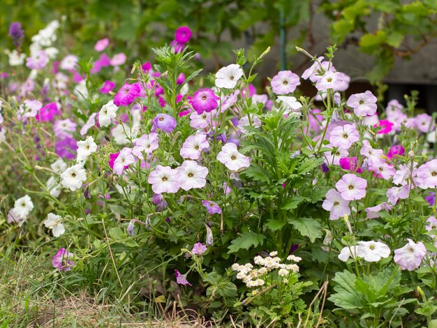 日光の下でペチュニアの花と夏の背景