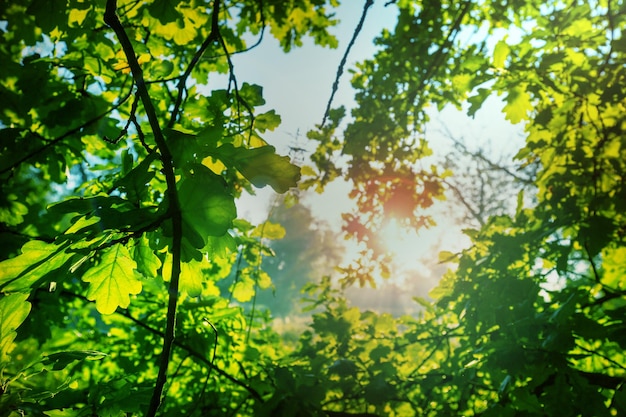 Summer background with tree leaves