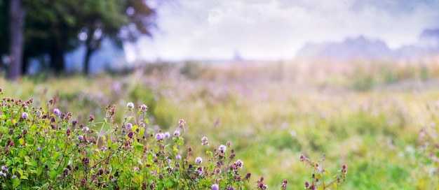 牧草地の木々と遠くの空に野生の花を持つ夏の背景