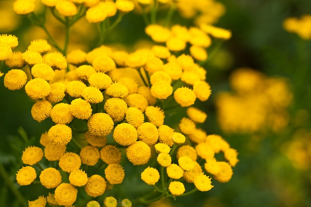 タンジーの黄色の花と夏の背景。