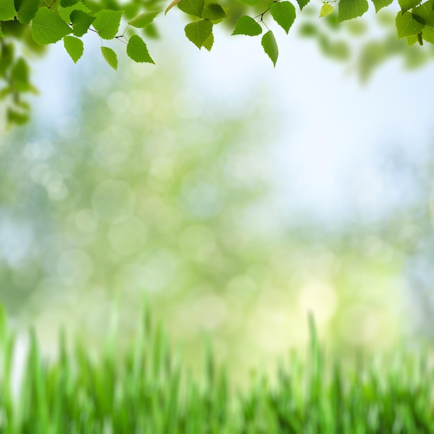 Summer backgrounds with birch foliage over blurred backgrounds