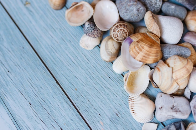 Summer beach background, seashells on light blue background