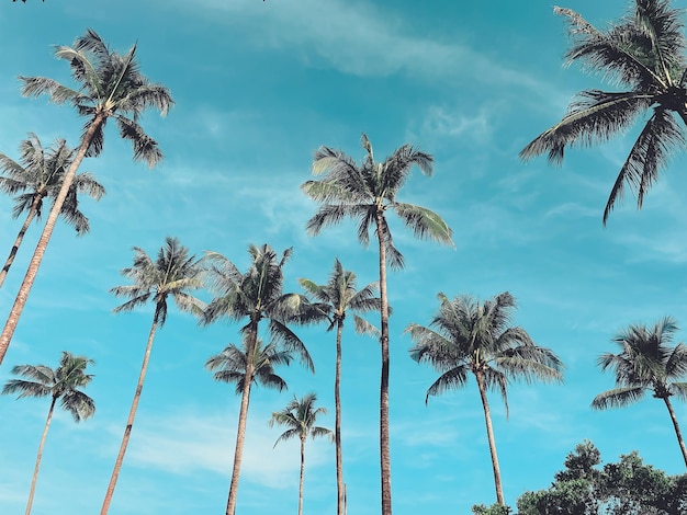 Photo summer on the beach blue sky with tropical palms trees silhouettes