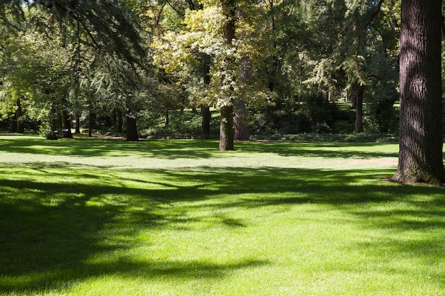 summer, beautiful park with leafy trees