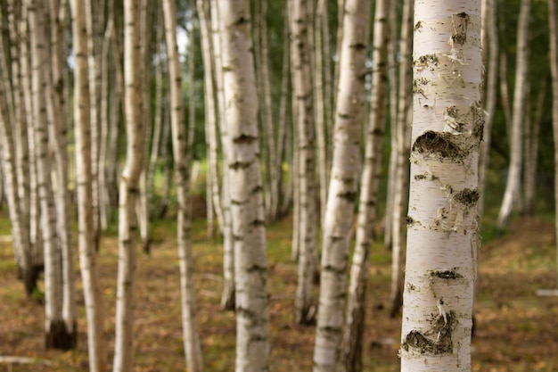 Summer birch forest close up. Natural background.