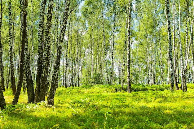 Summer birch forest