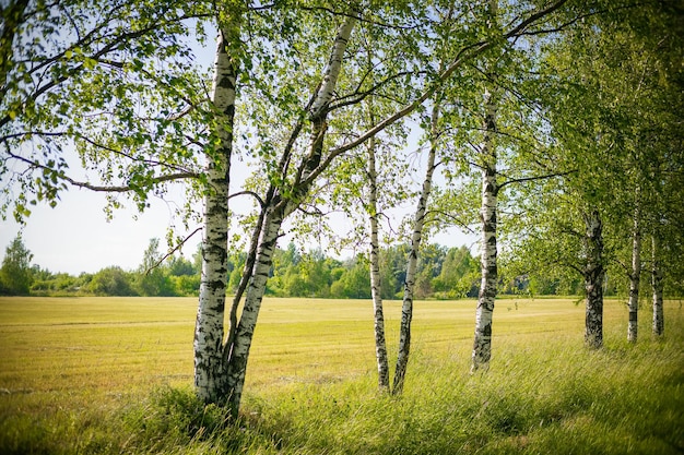 Summer birch grove, green bright landscape, sunny day.