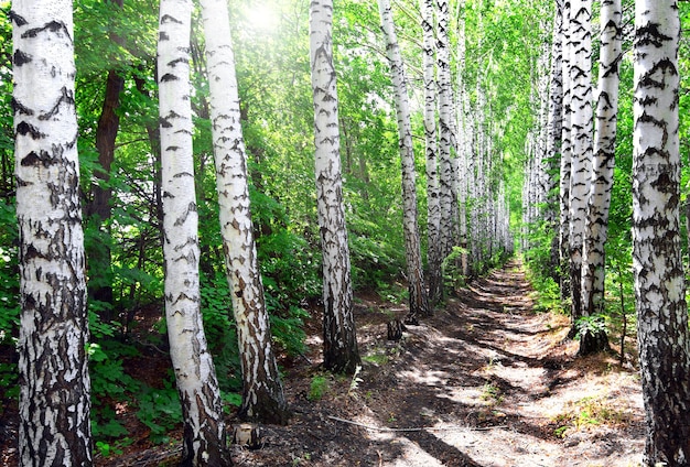 Summer birch woods alley