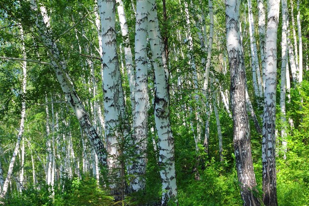 Summer birch woods