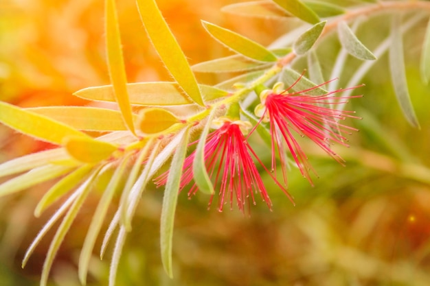 Summer blooming flower in sunligh close up